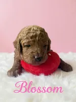 Blossom , a female Goldendoodle for sale in Port Richey, FL – 3 of 10