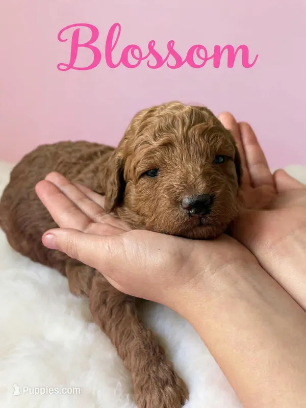 Blossom  – Goldendoodle puppy for sale in Port Richey, FL