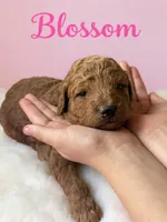 Blossom , a female Goldendoodle for sale in Port Richey, FL – 1 of 10