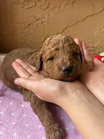 Blossom , a female Goldendoodle for sale in Port Richey, FL – 10 of 10