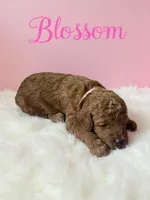 Blossom , a female Goldendoodle for sale in Port Richey, FL – 6 of 10
