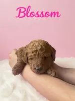Blossom , a female Goldendoodle for sale in Port Richey, FL – 8 of 10