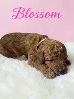 Blossom , a female Goldendoodle for sale in Port Richey, FL – 7 of 10