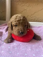 Blossom , a female Goldendoodle for sale in Port Richey, FL – 9 of 10