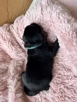 Astra, a female Miniature Bernedoodle and Miniature Aussiedoodle for sale in Spring Hill, FL – 8 of 8