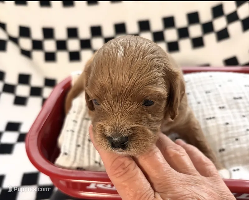 Ezra – Cavapoo puppy for sale in Spring Hill, FL
