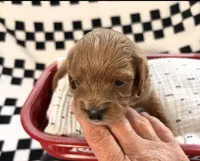 Ezra, a male Cavapoo for sale in Spring Hill, FL – 1 of 8
