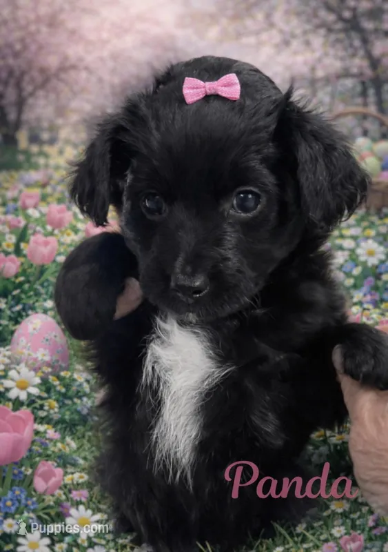 Panda  – Miniature Aussiedoodle puppy for sale in Port Richey, FL