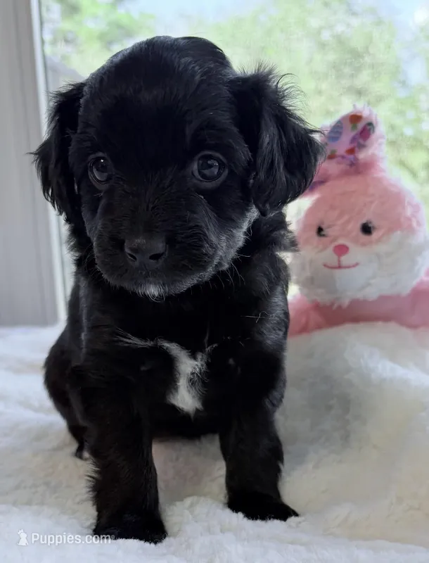 Panda  – Miniature Aussiedoodle puppy for sale in Port Richey, FL