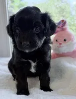 Panda , a female Miniature Aussiedoodle for sale in Port Richey, FL – Photo 1 of 8