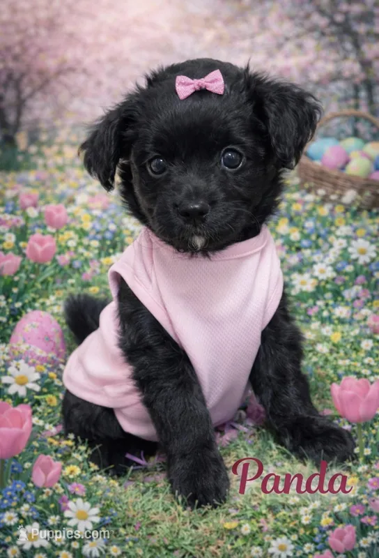 Panda  – Miniature Aussiedoodle puppy for sale in Port Richey, FL