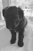 Panda , a female Miniature Aussiedoodle for sale in Port Richey, FL – Photo 8 of 8