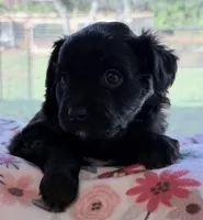 Panda , a female Miniature Aussiedoodle for sale in Port Richey, FL – Photo 7 of 8