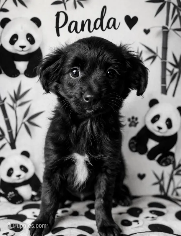 Panda  – Miniature Aussiedoodle puppy for sale in Port Richey, FL