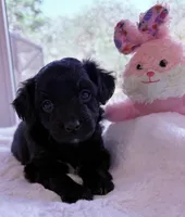 Panda , a female Miniature Aussiedoodle for sale in Port Richey, FL – Photo 4 of 8