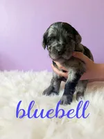 Bluebell, a female Goldendoodle for sale in Port Richey, FL – 8 of 10