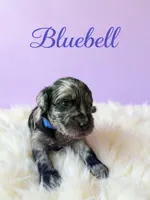 Bluebell, a female Goldendoodle for sale in Port Richey, FL – 6 of 10