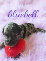 Bluebell, a female Goldendoodle for sale in Port Richey, FL – 4 of 10