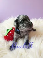 Bluebell, a female Goldendoodle for sale in Port Richey, FL – 9 of 10