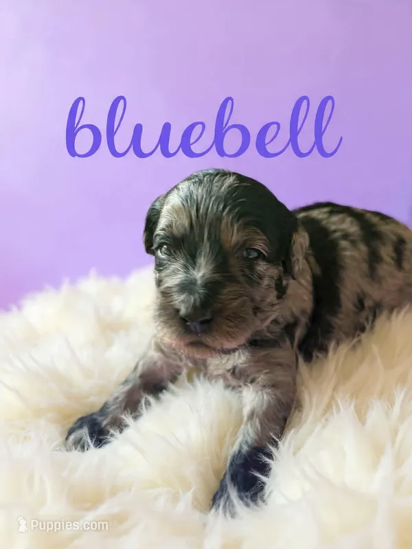 Bluebell – Goldendoodle puppy on hold in Port Richey, FL