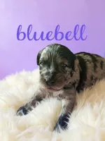 Bluebell, a female Goldendoodle for sale in Port Richey, FL – 1 of 10