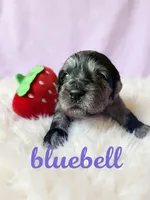 Bluebell, a female Goldendoodle for sale in Port Richey, FL – 5 of 10