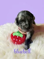 Bluebell, a female Goldendoodle for sale in Port Richey, FL – 2 of 10
