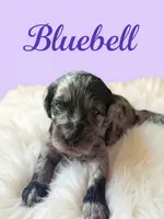 Bluebell, a female Goldendoodle for sale in Port Richey, FL – 7 of 10