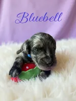 Bluebell, a female Goldendoodle for sale in Port Richey, FL – 3 of 10