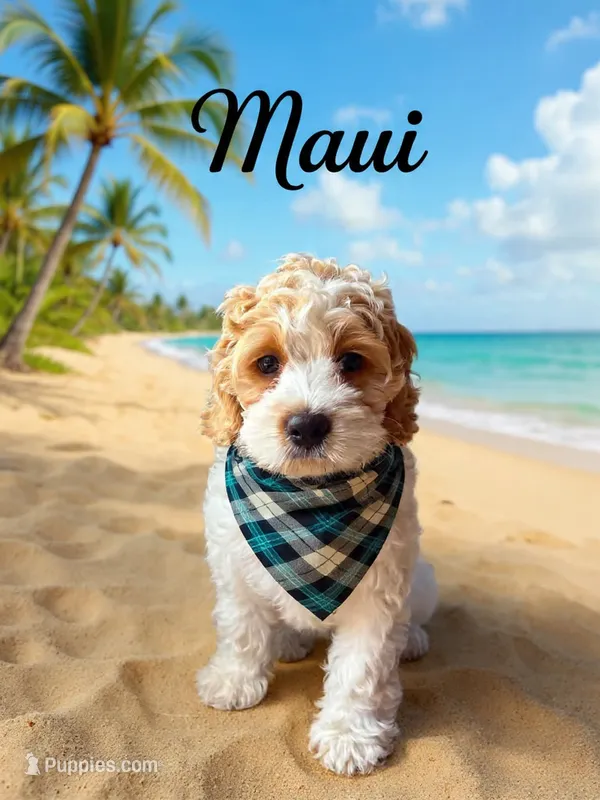 Maui – Cockapoo, Cocker Spaniel puppy for sale in Spring Hill, FL