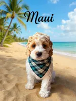Maui, a male Cockapoo and Cocker Spaniel for sale in Spring Hill, FL – 4 of 10