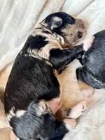 Slate , a male Toy Australian Shepherd and Miniature Aussiedoodle for sale in Spring Hill, FL – 8 of 10
