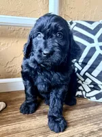 Raven , a female Miniature Bernedoodle and Miniature Aussiedoodle for sale in Spring Hill, FL – 6 of 9