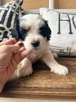 Clementine (black) , a female Miniature Bernedoodle and Miniature Goldendoodle for sale in Spring Hill, FL – 5 of 10