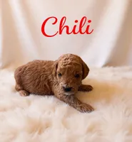 Mico Mini chili, a male Miniature Goldendoodle for sale in Spring Hill, FL – 6 of 10