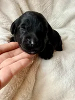 Eclipse , a male Miniature Bernedoodle and Miniature Aussiedoodle for sale in Spring Hill, FL – 7 of 10