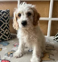 Marlin, a male Cockapoo and Cocker Spaniel for sale in Spring Hill, FL – 8 of 8