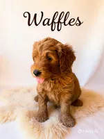 Waffles, a male Goldendoodle for sale in Spring Hill, FL – 4 of 10