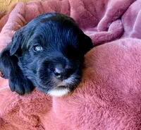 Lincoln, a male Miniature Bernedoodle for sale in Spring Hill, FL – 3 of 10