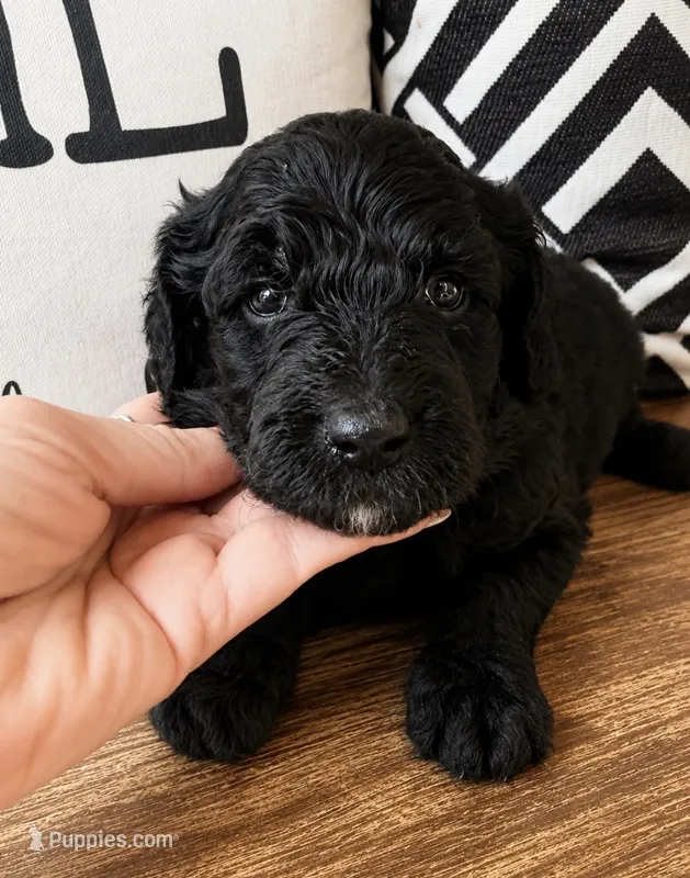 Jett  – Miniature Bernedoodle, Miniature Aussiedoodle puppy for sale in Spring Hill, FL