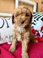 Micro mini Pink , a female Miniature Goldendoodle for sale in Port Richey, FL – Photo 3 of 10