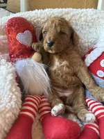 Pink collar, a female Miniature Goldendoodle for sale in Port Richey, FL – Photo 10 of 10