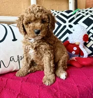 Micro mini Pink , a female Miniature Goldendoodle for sale in Port Richey, FL – Photo 5 of 10