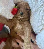 Pink collar, a female Miniature Goldendoodle for sale in Port Richey, FL – Photo 7 of 10