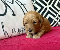 Red collar , a male Miniature Goldendoodle for sale in Port Richey, FL – Photo 9 of 10