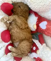 Pink collar, a female Miniature Goldendoodle for sale in Port Richey, FL – Photo 8 of 10