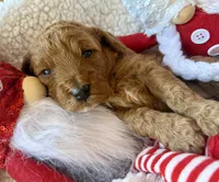 Pink collar, a female Miniature Goldendoodle for sale in Port Richey, FL – Photo 6 of 10
