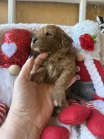 Pink collar, a female Miniature Goldendoodle for sale in Port Richey, FL – Photo 9 of 10