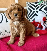 Micro mini Pink , a female Miniature Goldendoodle for sale in Port Richey, FL – Photo 2 of 10