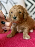 Pink collar, a female Miniature Goldendoodle for sale in Port Richey, FL – Photo 2 of 10